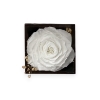Forever Rose - White
