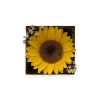 Forever Sunflower